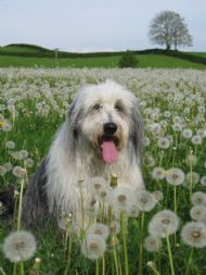 What time is it by the dandelion clock May 2010
